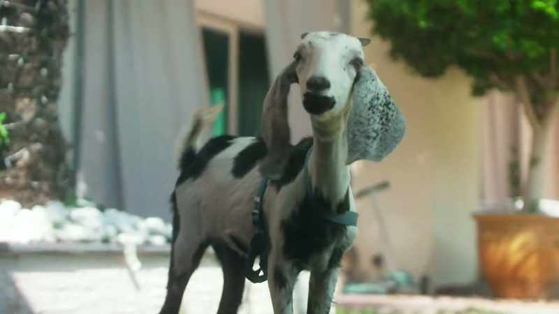 [laughing]