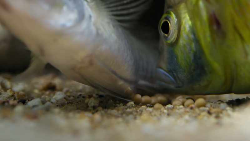 Laying 100 eggs