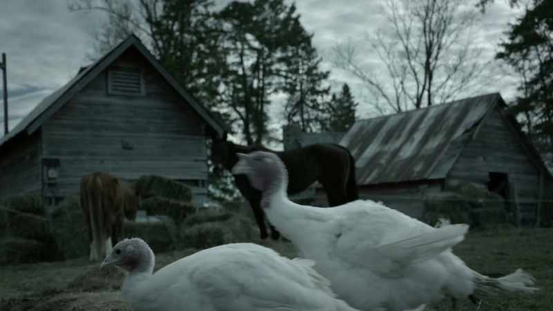[leaf blower whirring, turkeys gobbling]