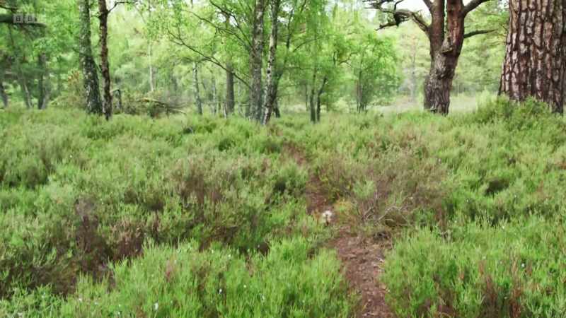 Leaping from tree to tree in old-growth pine woods