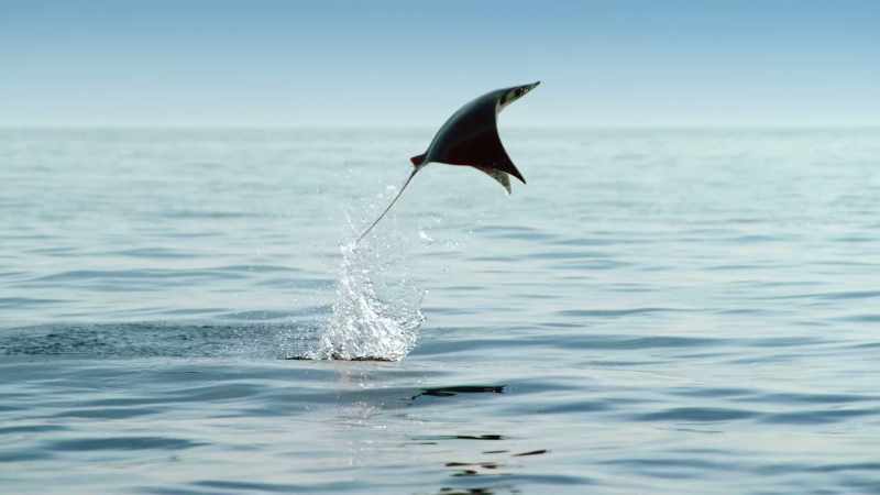 Leaping more than six feet