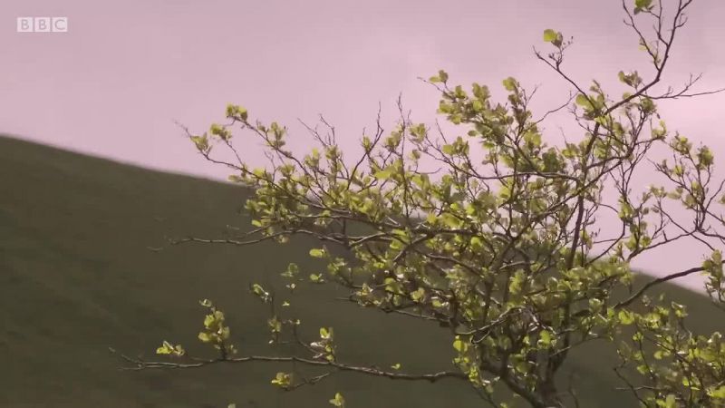 LEAVES RUSTLE