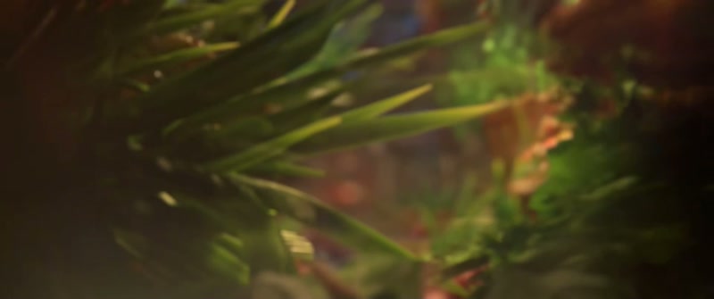 (leaves rustling)