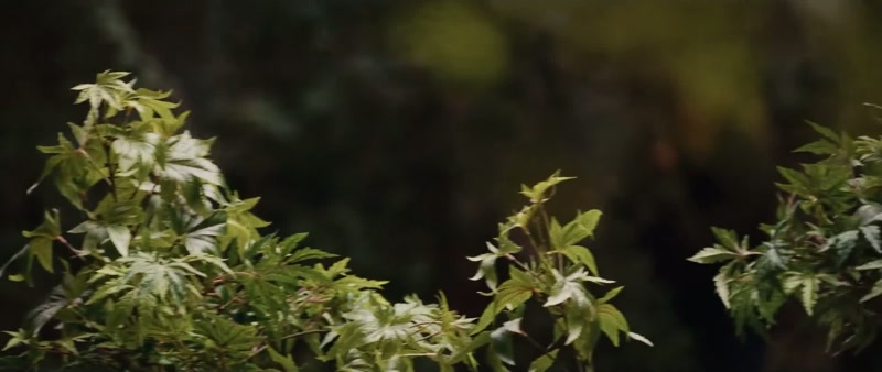 (leaves rustling)