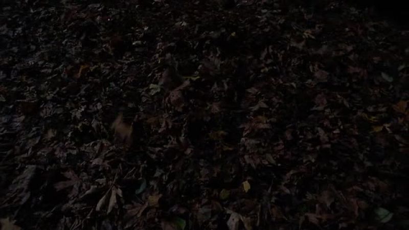 [leaves rustling]