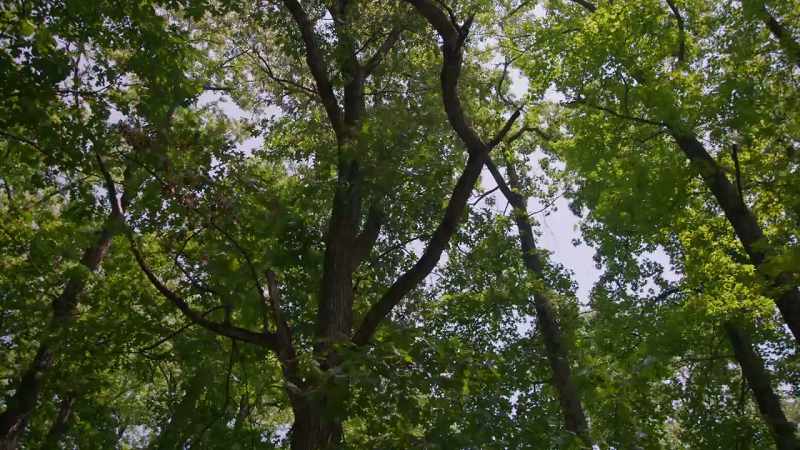 (leaves rustling)