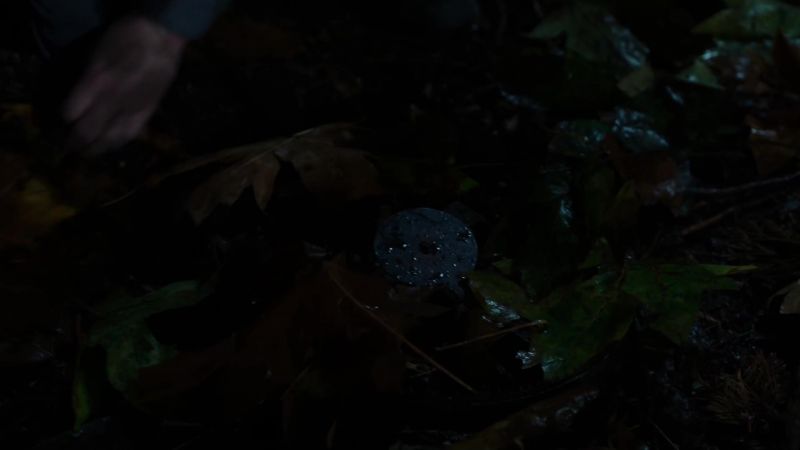 [ Leaves rustling, thunder rumbling ]