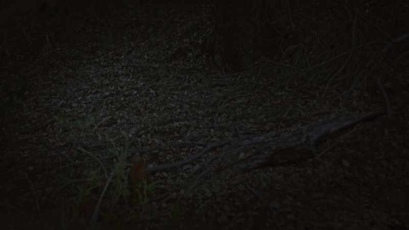 (leaves rustling) (twigs breaking)