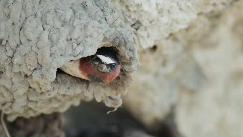 Leaving a nest unattended is risky
