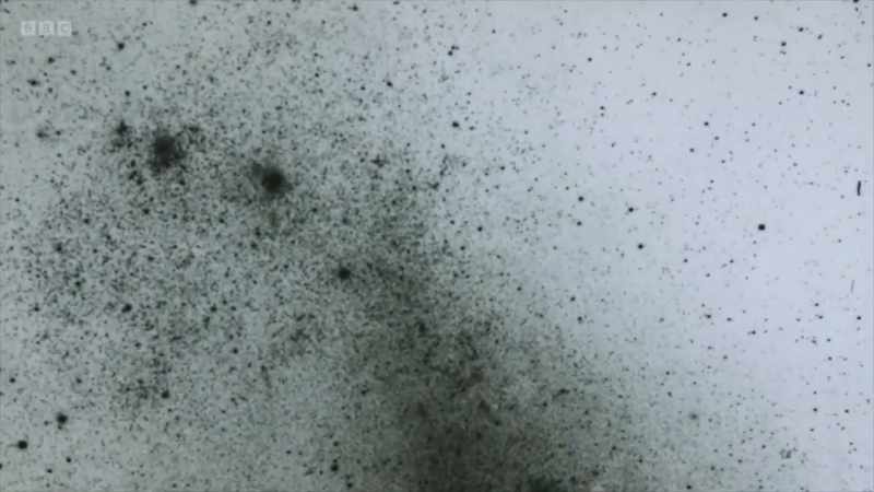 Leavitt concentrated on looking for variable stars