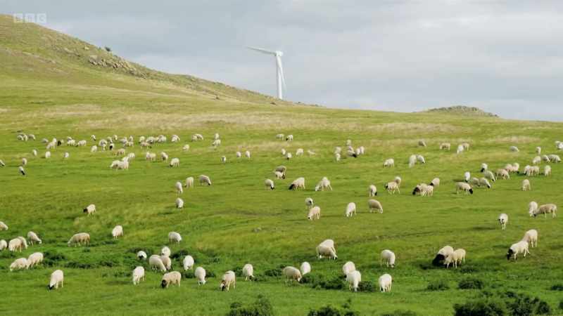 Left unchecked, sheep can graze plants down to the ground before