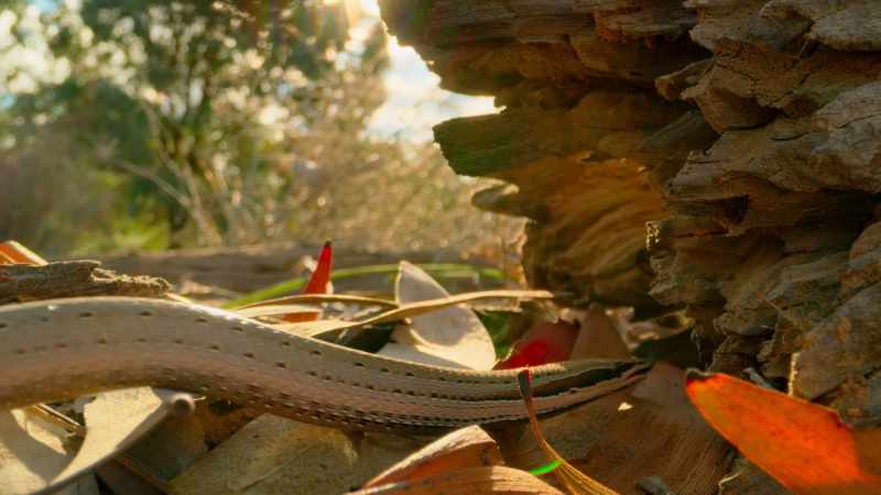 Legless lizards' eyesight is attuned to the slightest movement