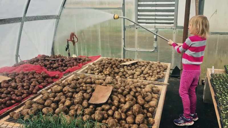 Leo: I'm watering potatoes!