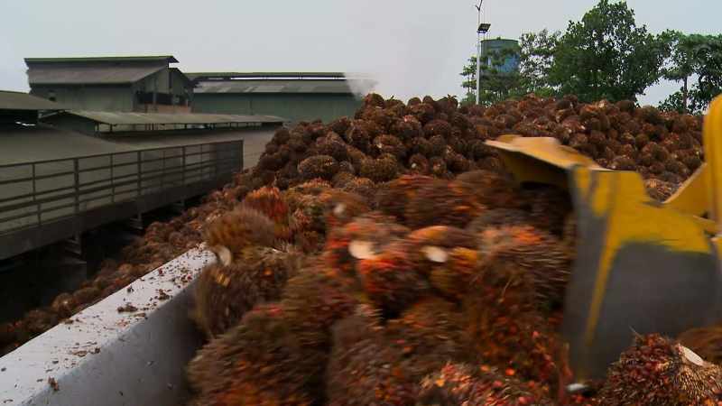 LEONARDO DICAPRIO: IF PALM OIL IS IN ALMOST EVERYTHING