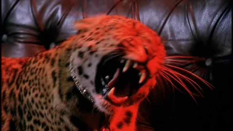 (LEOPARD GROWLING)