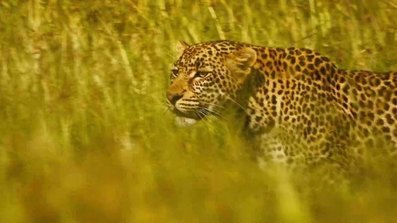 LEOPARD GROWLS
