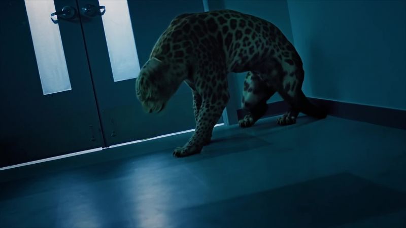 [leopard grunts]