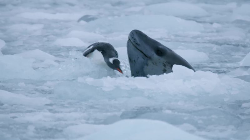 Leopard seals like to toy with their victims