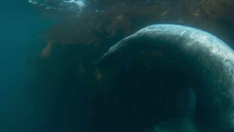 Leopard seals
