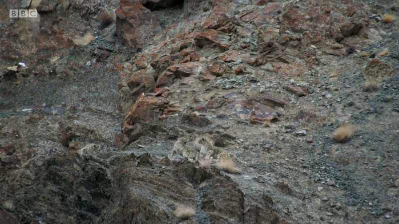 LEOPARD SNARLS