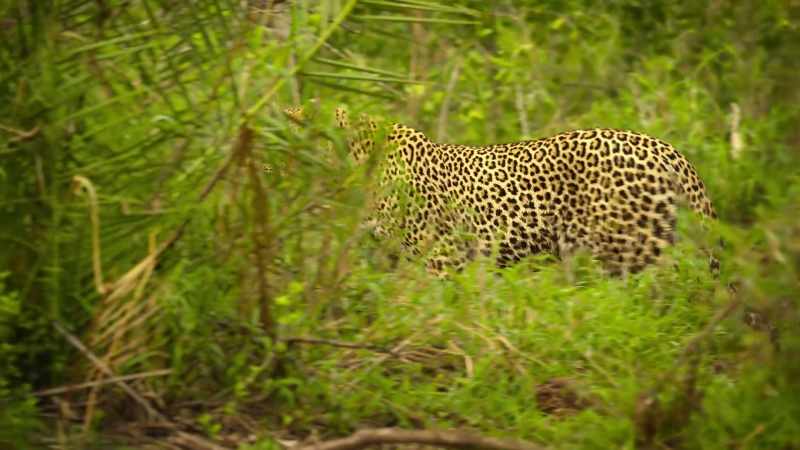 Leopards detest lions