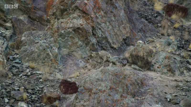 LEOPARDS SNARL AND HISS