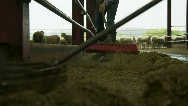 Les helps him sweep away the old feed