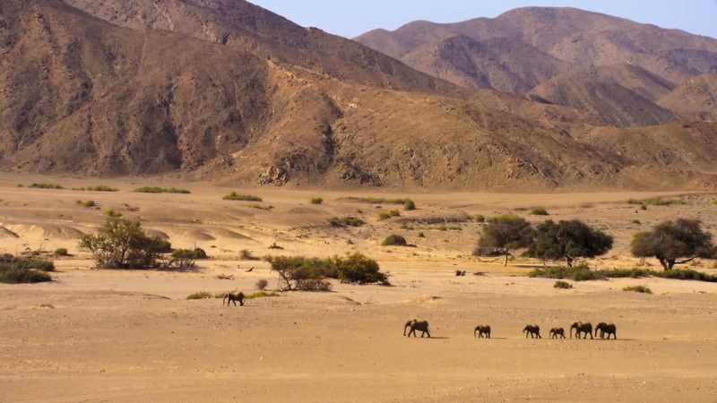 Less than 150 survive, here in Namibia