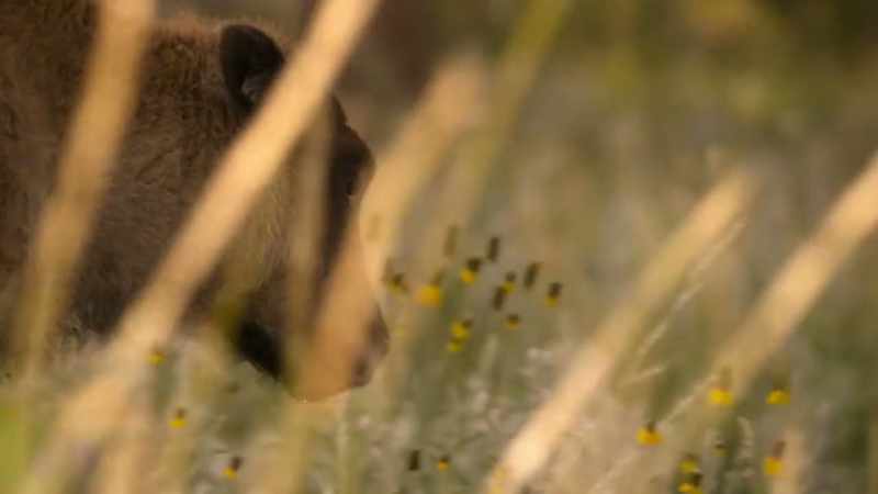 Less than 30,000 wild bison remain