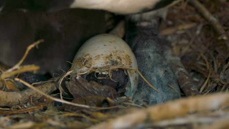 Less than half of all second eggs make it