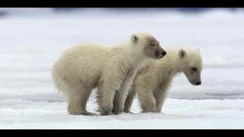 Lesson number one is learning to navigate the sea ice