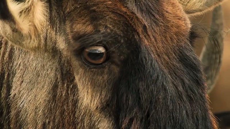 Let the wildebeest make the first move