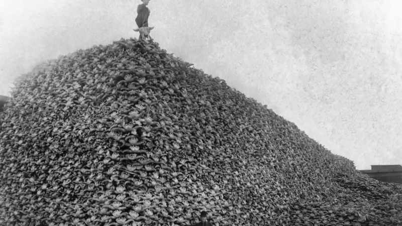 Let's get not only the buffalo out