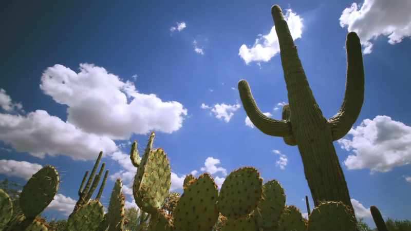 Let's heat things up in the Sonoran Desert