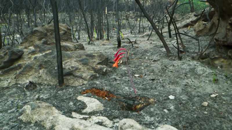 Let's hope that the next time this fire lily blooms