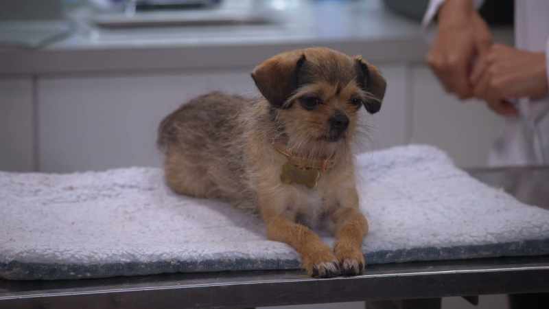 Let's test it out with a basic canine auditory assessment