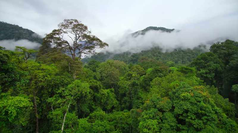 Leuser is so vast, it's almost impossible to patrol