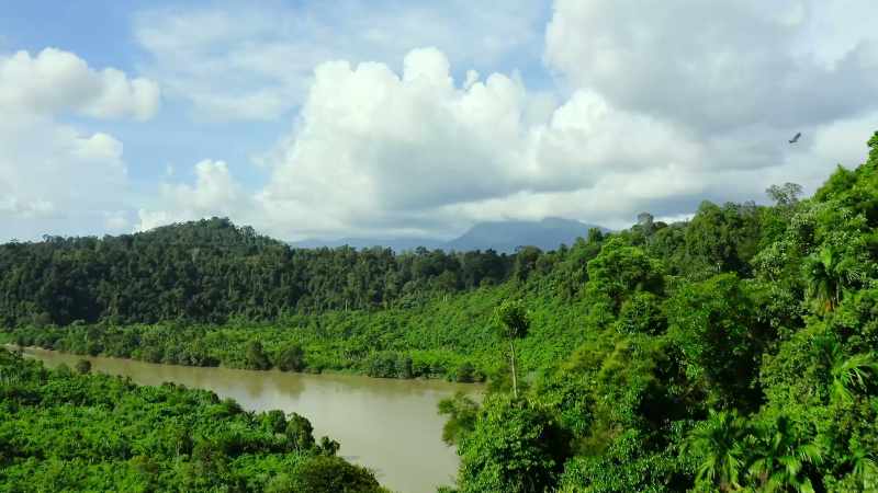 Leuser's abundance is partly thanks to its soil