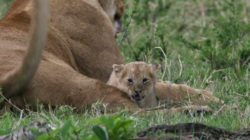 Life is always dangerous for lion cubs