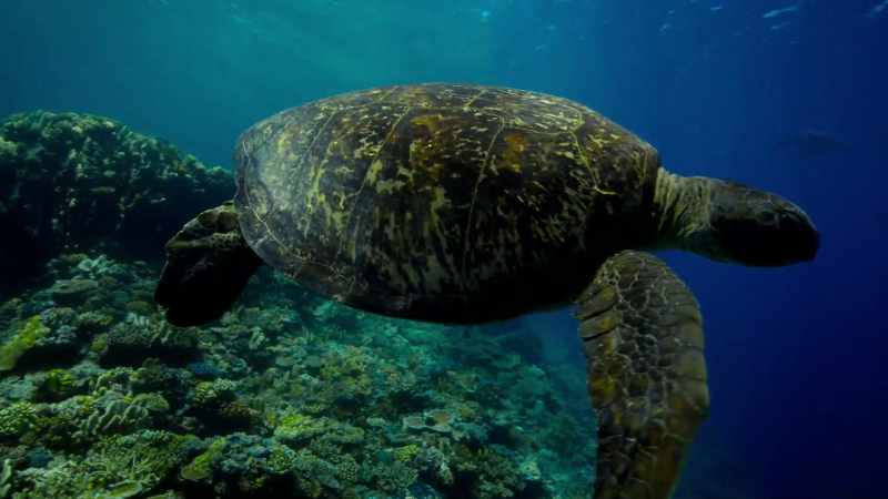Life and birth brings the turtles
