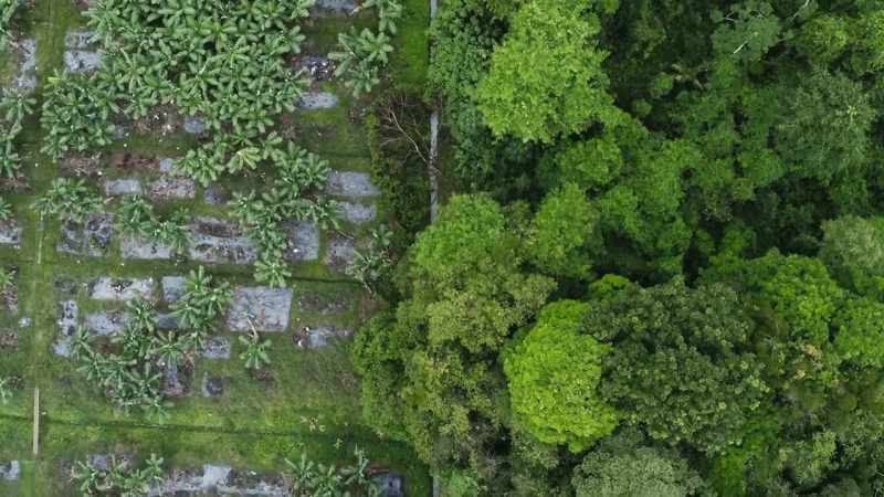 Life in the forest depends on countless close relationships