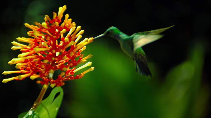 Life wants to flourish