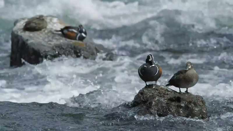 Lifelong partners are preparing to breed