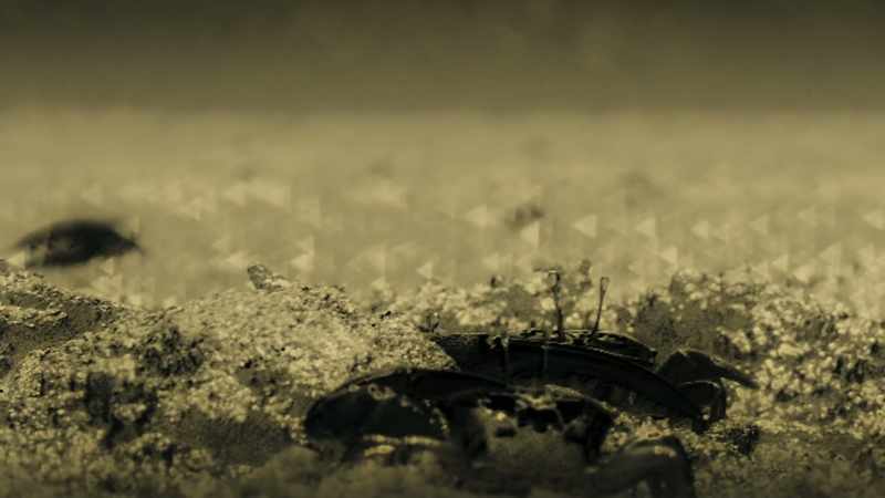 Light reflected from the crabs' bodies is unpolarised