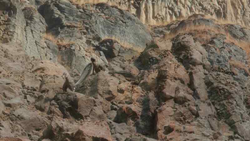 Lightweight bodies and feathered arms help them