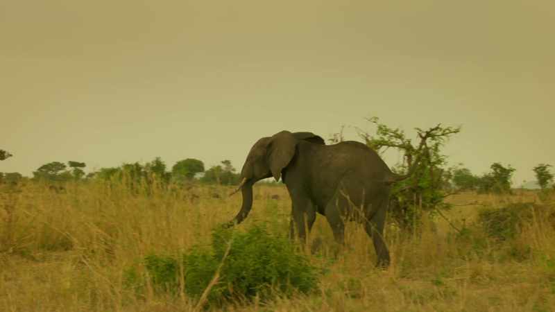 Like all male elephants before him