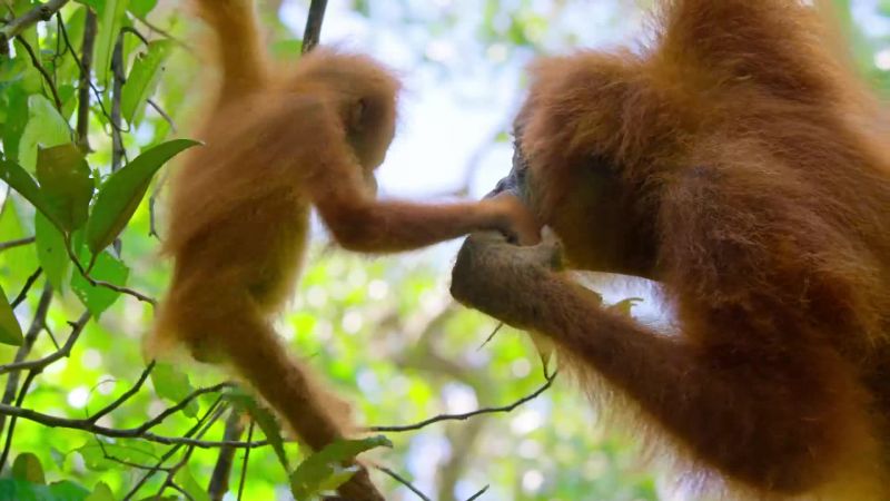 Like all orangutans
