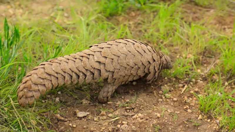 Like all pangolins, Matengu has poor eyesight
