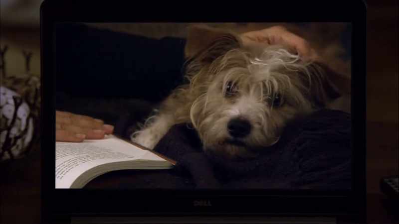 Like many people, my pet helped me realize
