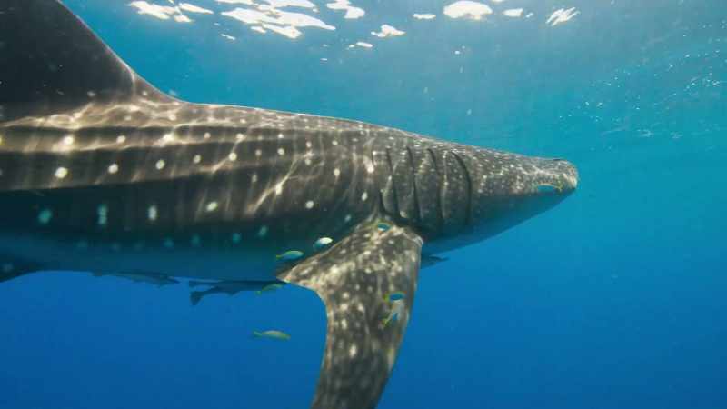Like many shark species in Asia
